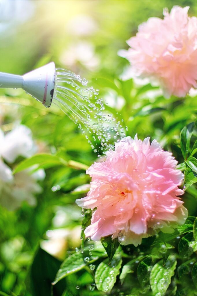 watering, flowers, peonies, flower wallpaper, pink, watering can, nature, plant, flower background, floral, garden, summer, beautiful flowers, blossoms, gardening, blooming, blossoming, sprinkling, green water, green summer, green garden, green gardening